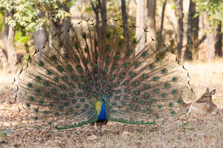 India, Madhya Pradesh, Kanha National Park A Male Indian Peafowl Displays His Brilliant Feathers by Ellen Goff / Danita Delimont art print