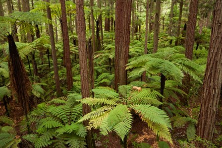 Redwoods Treewalk At The Redwoods, Rotorua, North Island, New Zealand by David Wall / Danita Delimont art print