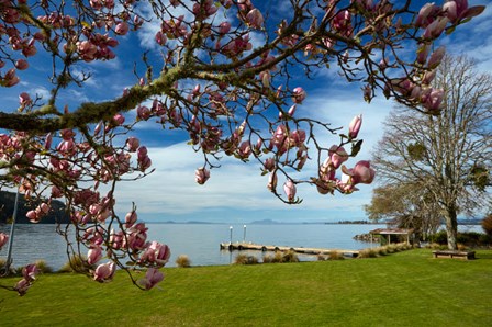 Magnolia Tree In Bloom, And Lake Taupo, Braxmere, Tokaanu, Near Turangi, North Island, New Zealand by David Wall / Danita Delimont art print