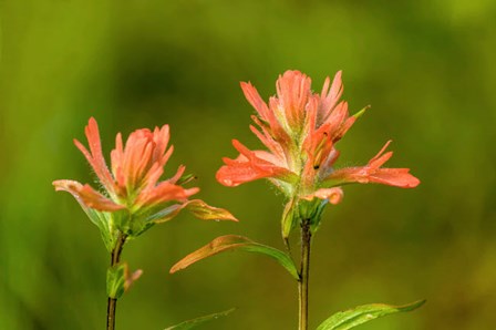 Jasper National Park, Alberta, Canada Red Indian Paintbrush Wildflower by Janet Horton / DanitaDelimont art print