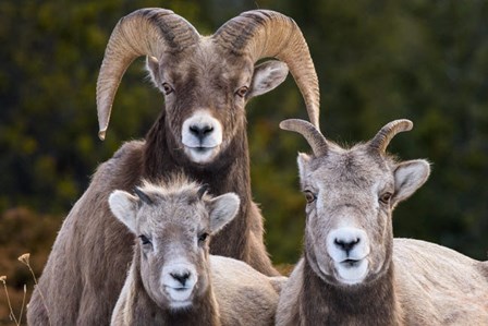 Alberta, Jasper Bighorn Sheep Ram With Juveniles by Yuri Choufour / DanitaDelimont art print