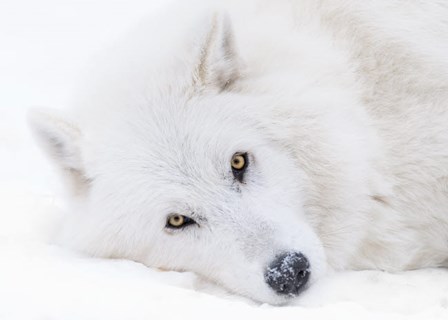 Alberta, Yamnuska Wolfdog Sanctuary White Wolfdog Portrait by Yuri Choufour / DanitaDelimont art print