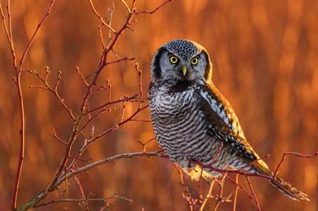 British Columbia Northern Hawk Owl Perched On Blueberry Bush by Yuri Choufour / DanitaDelimont art print