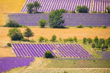 France, Provence, Sault Plateau Overview Of Lavender Crop Patterns And Wheat Fields by Jaynes Gallery / Danita Delimont art print