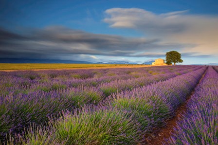 France, Provence, Valensole Plateau Lavender Rows And Farmhouse by Jaynes Gallery / Danita Delimont art print