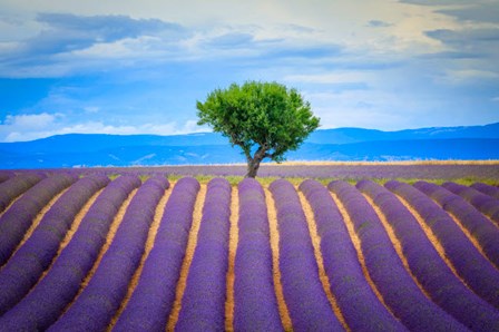 Europe, France, Provence, Valensole Plateau Field Of Lavender And Tree by Jaynes Gallery / Danita Delimont art print