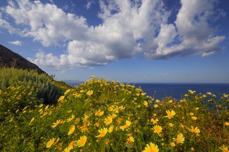 Europe, Greece, Santorini Wildflowers And Ocean Landscape by Jaynes Gallery / Danita Delimont art print