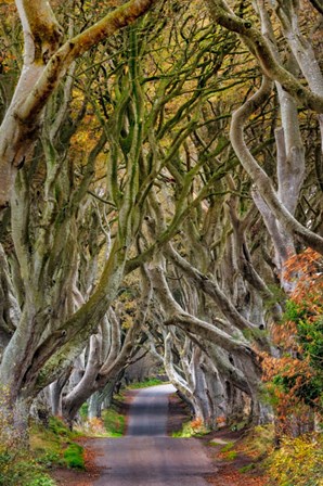 The Dark Hedges In County Antrim, Northern Ireland by Chuck Haney / Danita Delimont art print