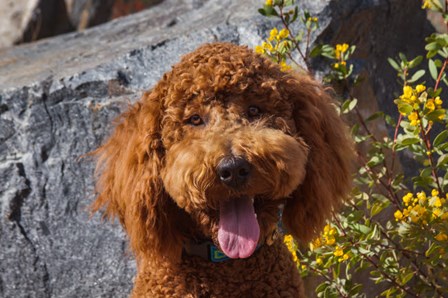 Labradoodle In A Desert Garden by Zandria Muench Beraldo / Danita Delimont art print