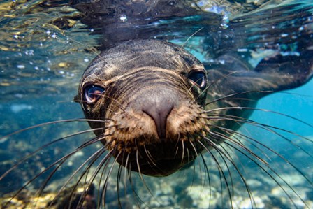 Galapagos Islands, Santa Fe Island Galapagos Sea Lion Swims In Close To The Camera by Yuri Choufour / DanitaDelimont art print