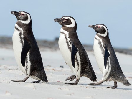 Magellanic Penguin, Falkland Islands by Martin Zwick / Danita Delimont art print