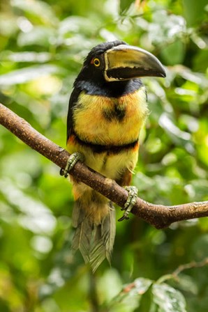 Costa Rica, La Selva Biological Research Station, Collared Aricari On Limb by Jaynes Gallery / Danita Delimont art print