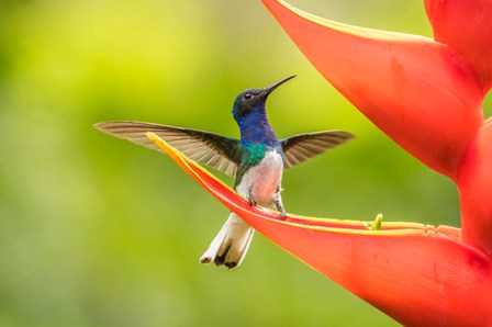 Costa Rica, Sarapiqui River Valley, Male White-Necked Jacobin On Heliconia by Jaynes Gallery / Danita Delimont art print