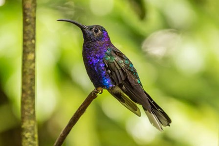Costa Rica, Monte Verde Cloud Forest Reserve Violet Sabrewing Close-Up by Jaynes Gallery / Danita Delimont art print