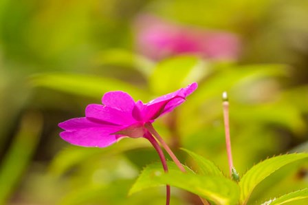 Costa Rica, Monteverde Cloud Forest Reserve Pink Flower Close-Up by Jaynes Gallery / Danita Delimont art print