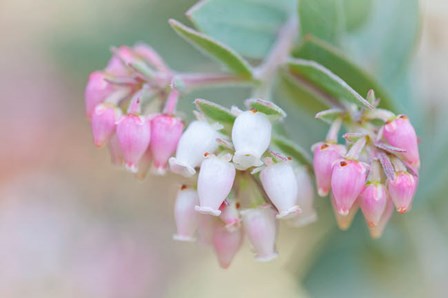 Manzanita Flowers, Genus Arctostaphylos, Mount Diablo State Park by Jaynes Gallery / Danita Delimont art print