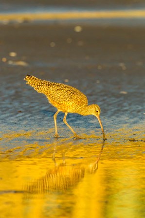 California, San Luis Obispo County Long-Billed Curlew Feeding At Sunset by Jaynes Gallery / Danita Delimont art print