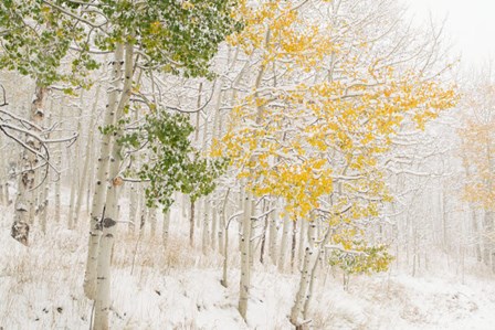 Colorado, Snow Coats Aspen Trees In Winter by Jaynes Gallery / Danita Delimont art print