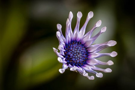 Colorado, Fort Collins, African Daisy Close-Up by Jaynes Gallery / Danita Delimont art print