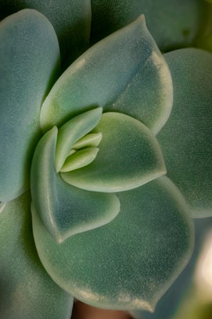 Colorado, Fort Collins, Leatherpetal Succulent Close-Up by Jaynes Gallery / Danita Delimont art print