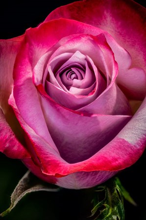 Colorado, Fort Collins, Rose Close-Up by Jaynes Gallery / Danita Delimont art print