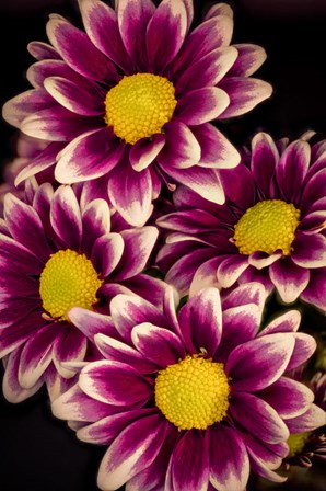 Colorado, Orinoco Daisies Close-Up by Jaynes Gallery / Danita Delimont art print