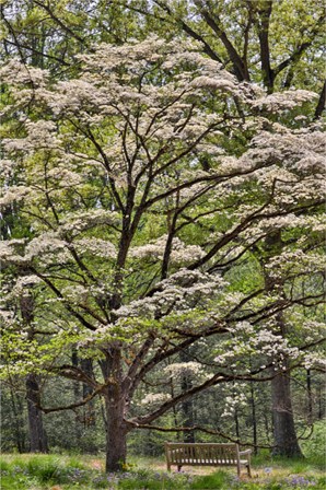 Bench Under Blooming White Dogwood Amongst The Hardwood Tree, Hockessin, Delaware by Darrell Gulin / Danita Delimont art print