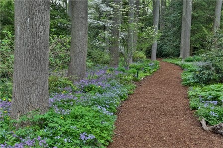 Mt, Cuba Center, Hockessin, Delaware, Along The Woods Path Rimmed By Wildflowers by Darrell Gulin / Danita Delimont art print