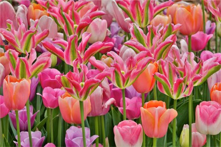 Tulips In Planters, Formal Garden, Mt, Cuba Center, Hockessin, Delaware by Darrell Gulin / Danita Delimont art print