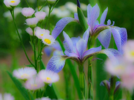 Iris And Wildflowers by Julie Eggers / Danita Delimont art print
