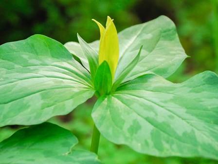 Delaware, A Yellow Trillium, Trillium Erectum, T, Luteum, Growing In A Wildflower Garden by Julie Eggers / Danita Delimont art print