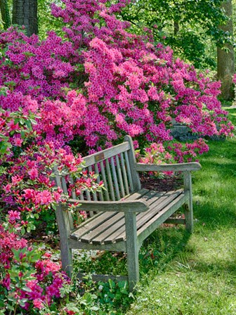 Delaware, A Dedication Bench Surrounded By Azaleas In A Garden by Julie Eggers / Danita Delimont art print