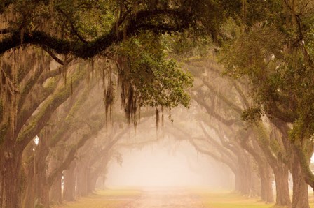 Georgia, Savannah, Wormsloe Plantation Drive In The Early Morning Fog by Joanne Wells / Danita Delimont art print