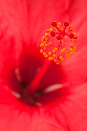 Hawaii, Kauai, Detail Of Hibiscus Flower by Jaynes Gallery / Danita Delimont art print