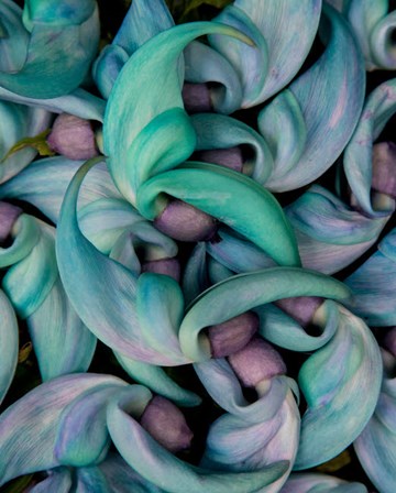 Grouping Flowers Of The Jade Vine, Maui, Hawaii by Darrell Gulin / Danita Delimont art print