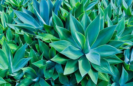 Agave Kula Botanical Gardens, Upcountry, Maui, Hawaii by Darrell Gulin / Danita Delimont art print