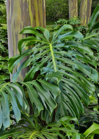 Split Leaf Philodendron And Rainbow Eucalyptus Tree, Kula Botanical Gardens, Maui, Hawaii by Darrell Gulin / Danita Delimont art print