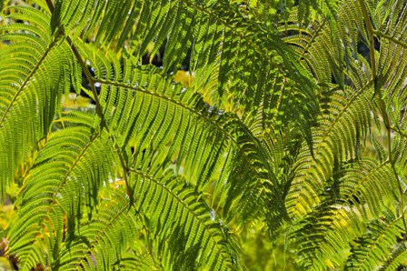 Kula Botanical Gardens, Upcountry, Maui, Hawaii by Darrell Gulin / Danita Delimont art print