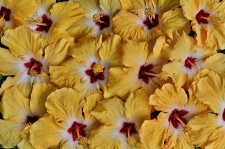 Yellow Hibiscus Flower Grouping, Maui, Hawaii by Darrell Gulin / Danita Delimont art print