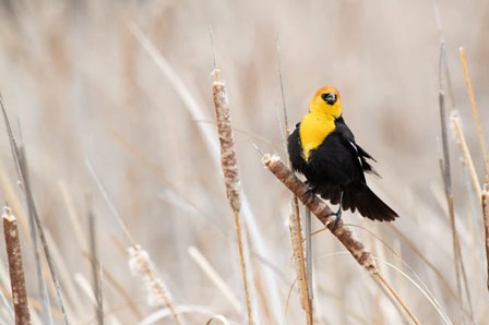 Idaho, Market Lake Wildlife Management Area, Yellow-Headed Blackbird On Cattail by Jaynes Gallery / Danita Delimont art print