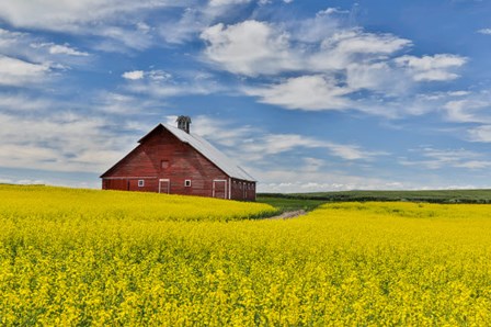 Red Barn In Canola Field Near Genesee, Idaho, by Darrell Gulin / Danita Delimont art print