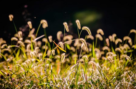 Backlit Grass Seedhead by Anna Miller / Danita Delimont art print