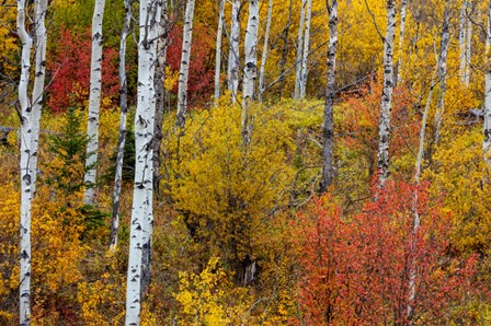 Aspen Grove In Peak Fall Colors In Glacier National Park, Montana by Chuck Haney / Danita Delimont art print