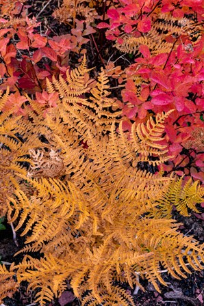 Autumn Ferns And Ground Cover, Glacier National Park, Montana by Chuck Haney / Danita Delimont art print