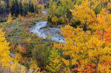 Autumn Color Along Divide Creek In Glacier National Park, Montana by Chuck Haney / Danita Delimont art print