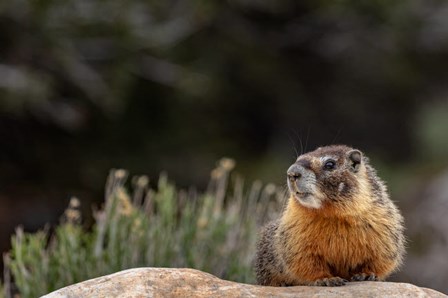 Yellow Bellied Marmot In Great Basin National Park, Nevada by Chuck Haney / Danita Delimont art print