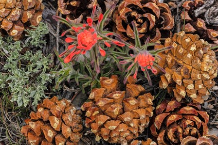 Indian Paintbrush And Pine Cones In Great Basin National Park, Nevada by Chuck Haney / Danita Delimont art print