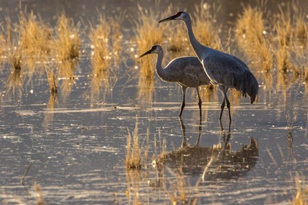 Sandhill Cranes In Water by Jaynes Gallery / Danita Delimont art print