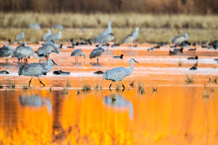 Sandhill Cranes In Water At Sunrise by Jaynes Gallery / Danita Delimont art print