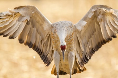 Close-Up Of Sandhill Crane Landing by Jaynes Gallery / Danita Delimont art print